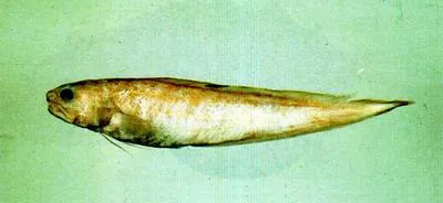 Onespot cusk (Neobythites unimaculatus)
