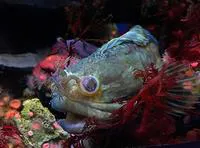 Onespot fringehead (Neoclinus uninotatus)