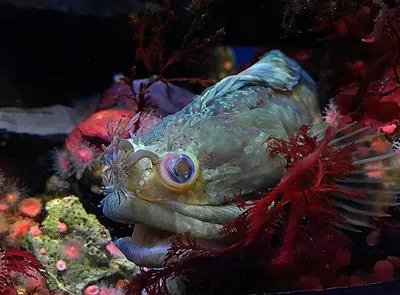 Onespot fringehead (Neoclinus uninotatus)