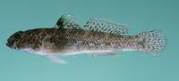 Onespot goby (Coryogalops monospilus)