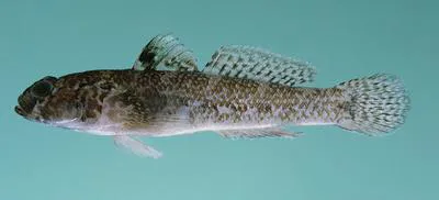 Onespot goby (Coryogalops monospilus)
