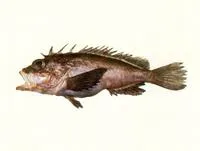 Onespot waspfish (Neocentropogon aeglefinus)