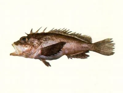 Onespot waspfish (Neocentropogon aeglefinus)