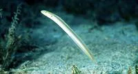 Onespot wormfish (Gunnellichthys monostigma)