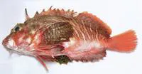 Onestick stingfish (Minous coccineus)