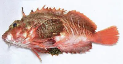Onestick stingfish (Minous coccineus)