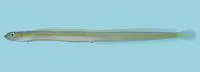 Onestripe wormfish (Gunnellichthys pleurotaenia)
