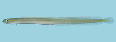 Onestripe wormfish (Gunnellichthys pleurotaenia)