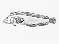 Onrust klipfish (Clinus berrisfordi)
