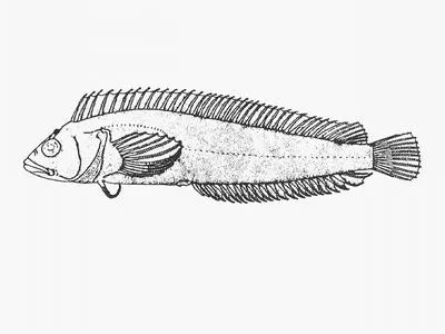 Onrust klipfish (Clinus berrisfordi)