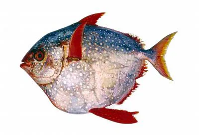Opah (Lampris guttatus)