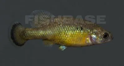 Opal allotoca (Allotoca dugesii)