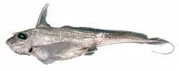 Opal chimaera (Chimaera opalescens)
