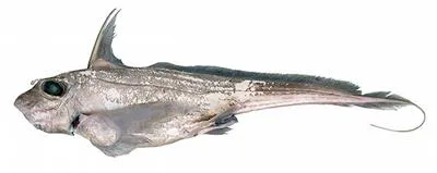Opal chimaera (Chimaera opalescens)