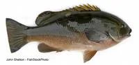 Opaleye (Girella nigricans)
