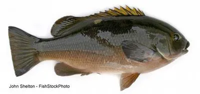 Opaleye (Girella nigricans)