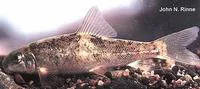 Opata sucker (Catostomus wigginsi)
