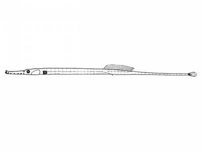 Opossum pipefish (Microphis brachyurus lineatus)