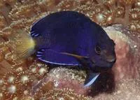 Orange angelfish (Centropyge fisheri)