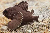 Orange-banded scorpionfish (Neosebastes entaxis)
