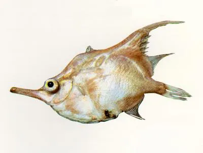 Orange bellowfish (Notopogon fernandezianus)