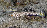 Orange-black dragonet (Dactylopus kuiteri)
