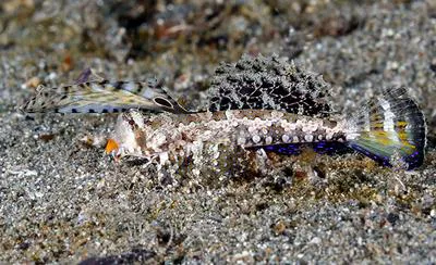 Orange-black dragonet (Dactylopus kuiteri)