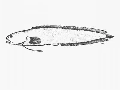 Orange brotula (Dermatopsoides kasougae)