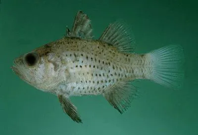 Orange cardinalfish (Vincentia punctata)