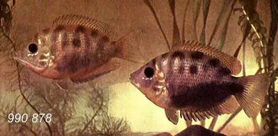 Orange chromide (Etroplus maculatus)