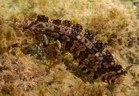 Orange clinid (Ericentrus rubrus)
