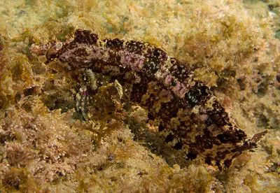 Orange clinid (Ericentrus rubrus)