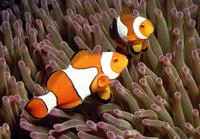 Orange clownfish (Amphiprion percula)