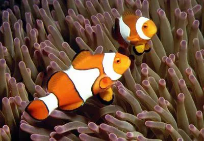 Orange clownfish (Amphiprion percula)