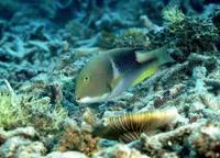 Orange-dotted tuskfish (Choerodon anchorago)