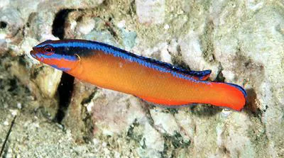 Orange dottyback (Pseudochromis aldabraensis)