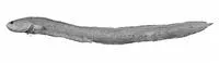 Orange eelpout (Dipulus caecus)