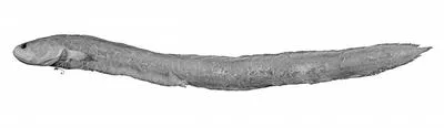 Orange eelpout (Dipulus caecus)