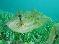 Orange filefish (Aluterus schoepfii)
