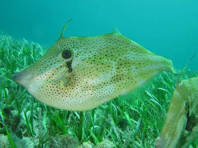 Orange filefish (Aluterus schoepfii)