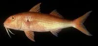 Orange goatfish (Mulloidichthys pfluegeri)