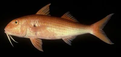 Orange goatfish (Mulloidichthys pfluegeri)