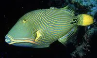 Orange-lined triggerfish (Balistapus undulatus)