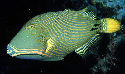 Orange-lined triggerfish (Balistapus undulatus)
