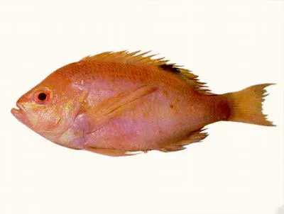 Orange perch (Lepidoperca pulchella)