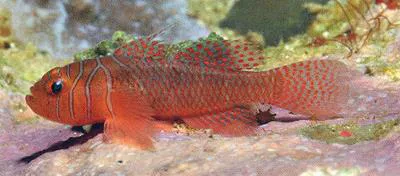 Orange reef-goby (Priolepis nuchifasciata)