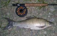Orange river mudfish (Labeo capensis)