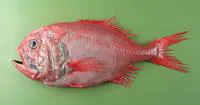 Orange roughy (Hoplostethus atlanticus)