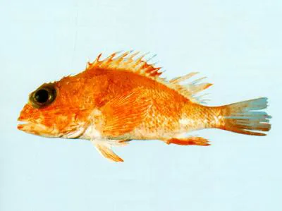 Orange scorpionfish (Neomerinthe amplisquamiceps)