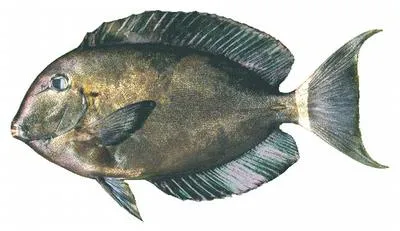 Orange-socket surgeonfish (Acanthurus auranticavus)